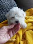 Bichon Maltês. Mini. Menino pronto para entrega.Perfeição!