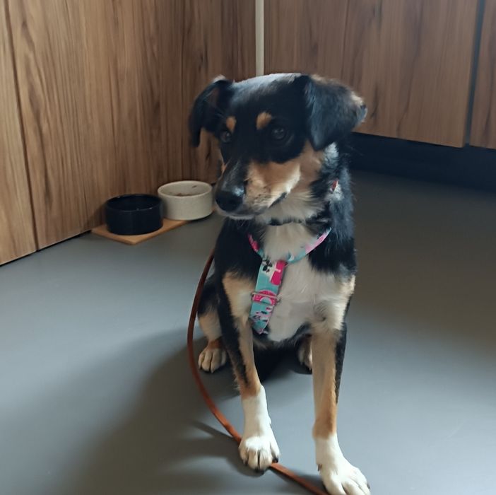 młoda, nieśmiała, mała sunia do adopcji