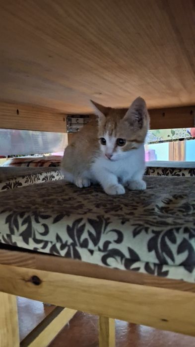 Dá-se gatinhos bebes