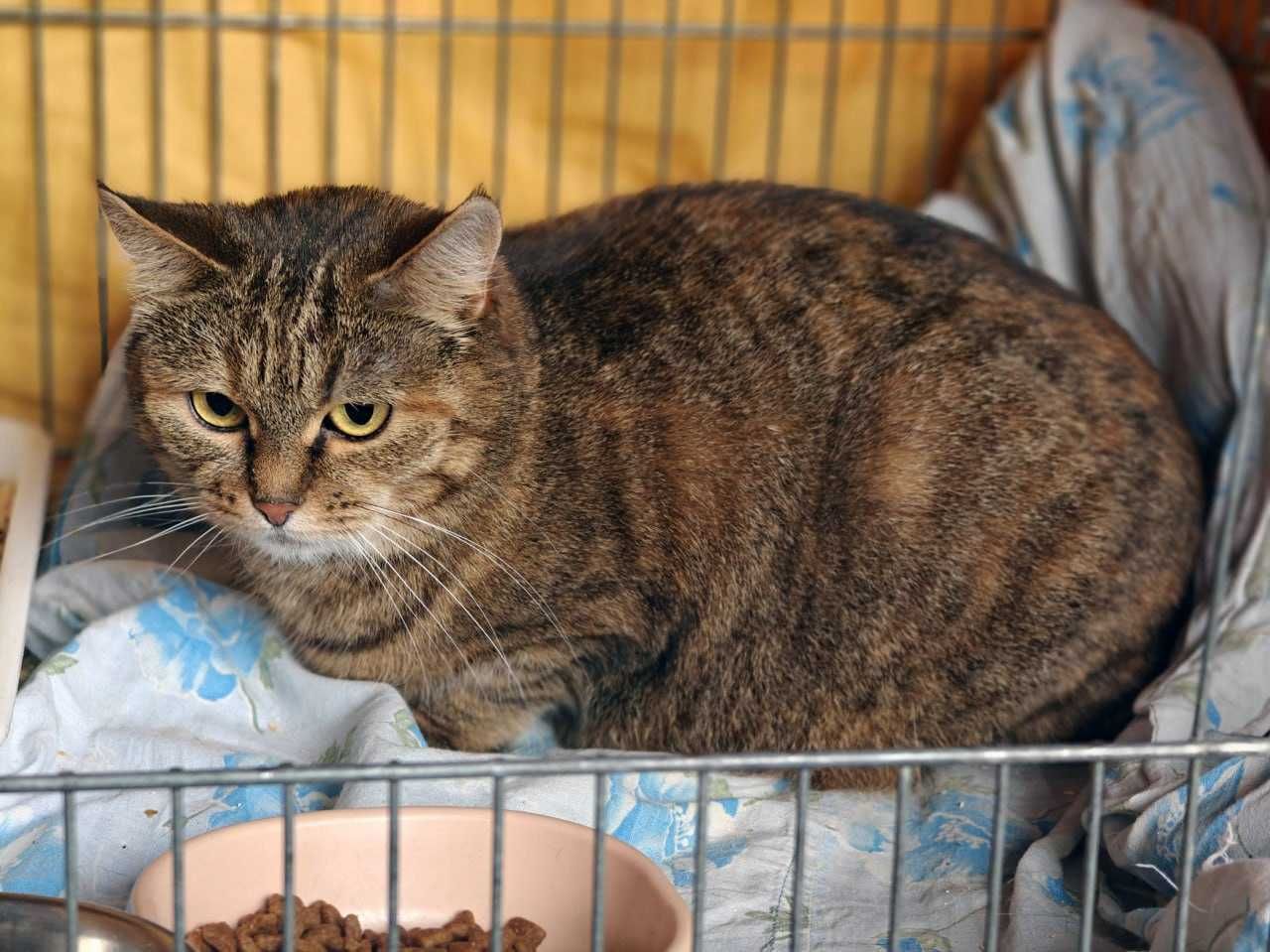 Ніжна красуня Златочка, сіренька лапуся, 1,5 рочки, шукає дім. Котики