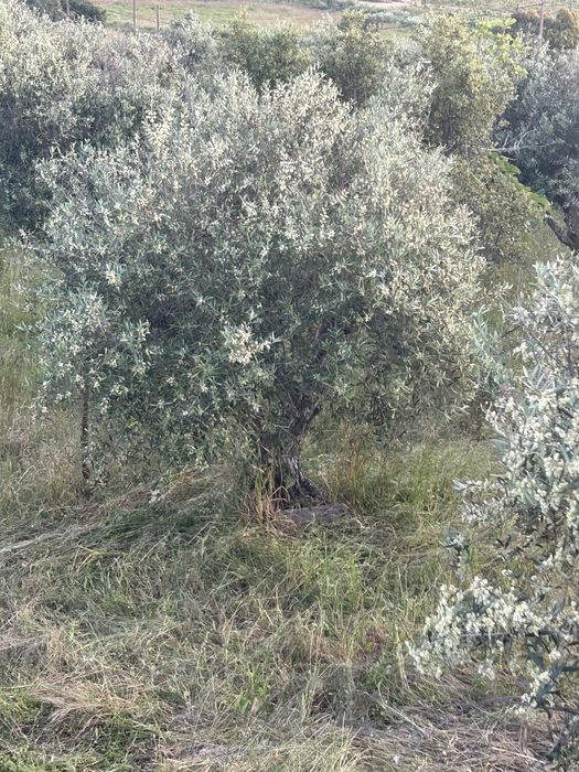 Oliveiras, Oliveira de campo