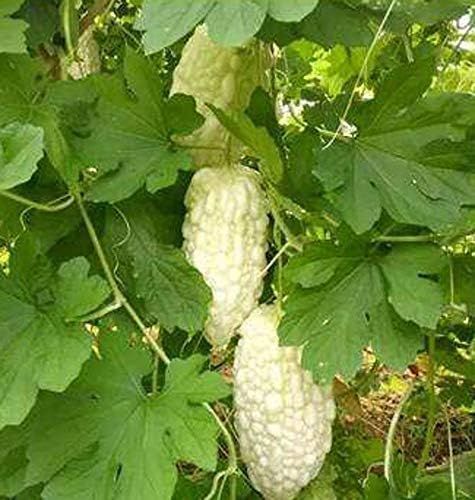 Chińskie Nasiona Gorzki Melon Biała Perła do Ogrodu Domowego 10+ szt