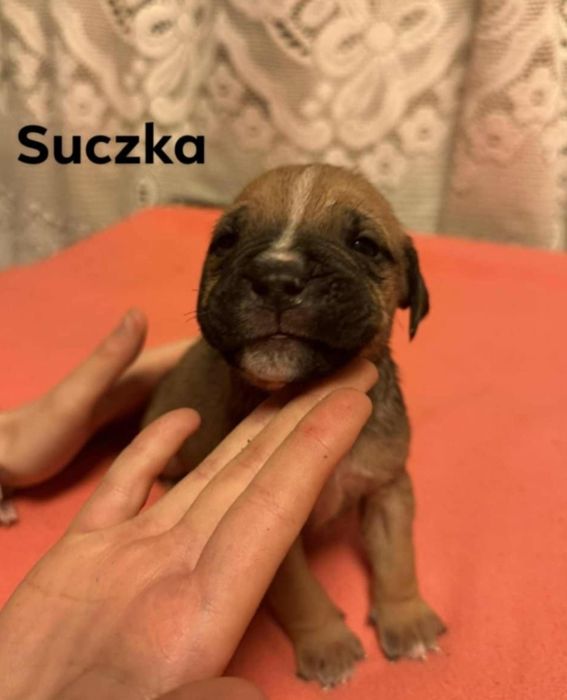 oddam w dobre ręce szczeniaki rasy pitbull