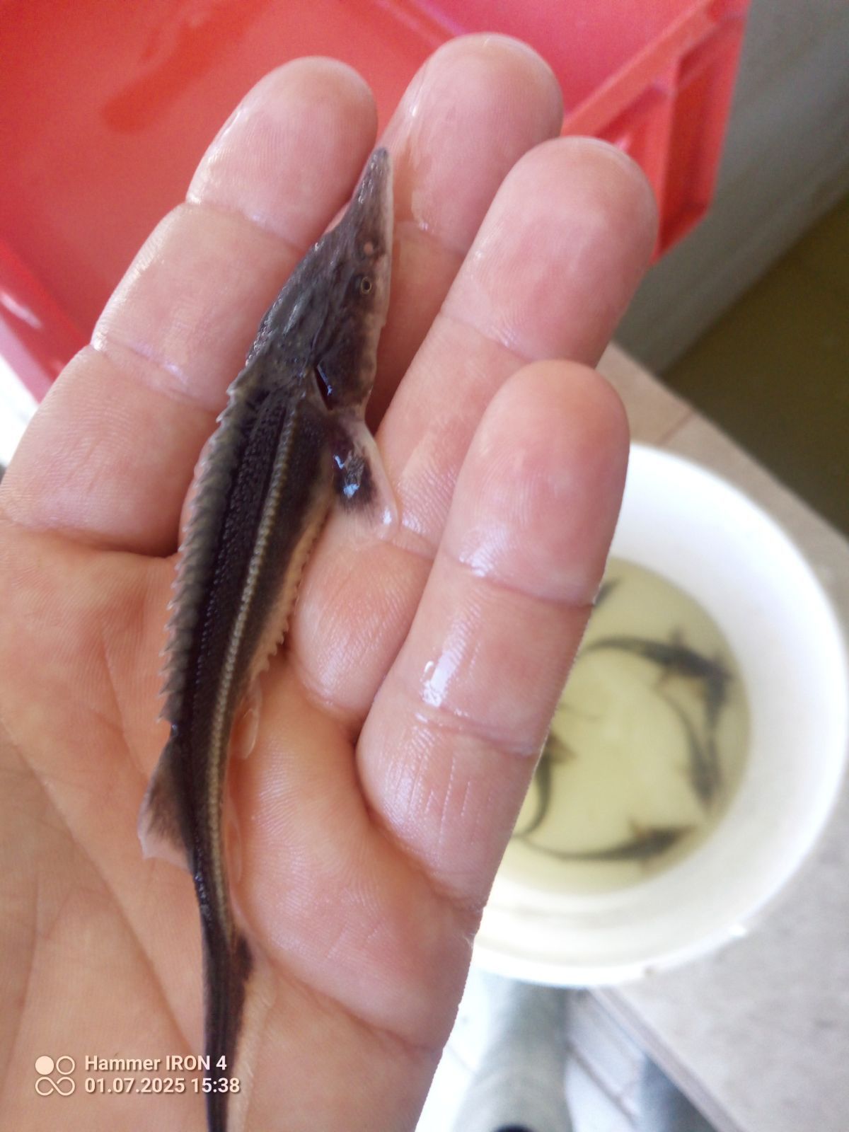 Jesiotr rosyjski 12 cm syberyjski karp lin amur tolpyga