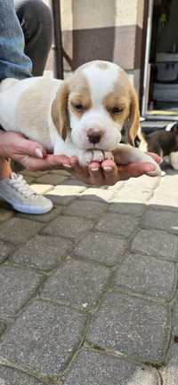 Szczeniaki beagle