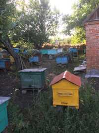 продажа пчелопакетов и пчелосемей
