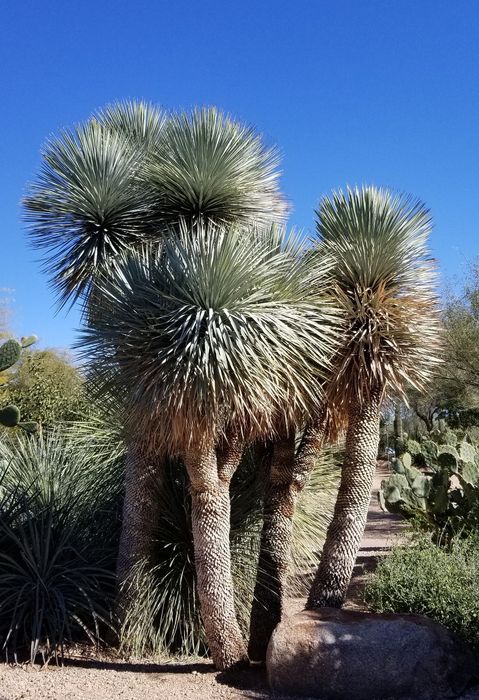Impressionantes Yucca rostrata azuis ou iucas de bico