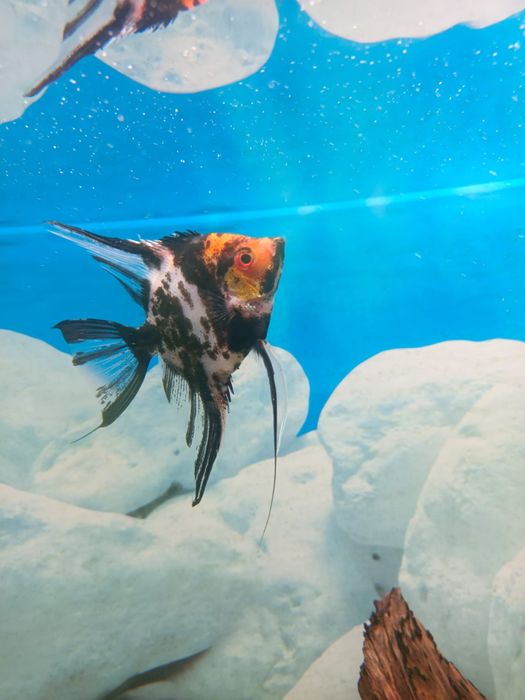 Skalar żaglowiec Pterophyllum scalare, skalar koi