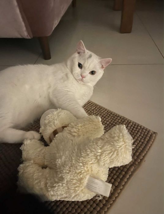 Śliczna kotka brytyjska z FPL