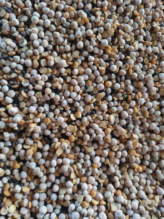 Groch z  wyką ok. 50/50 dla gołębi, ryb i innych zwierząt, super pasza