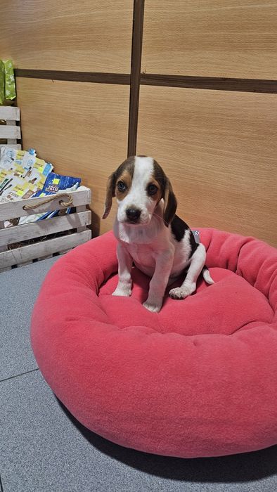 Beagle tricolor fêmea