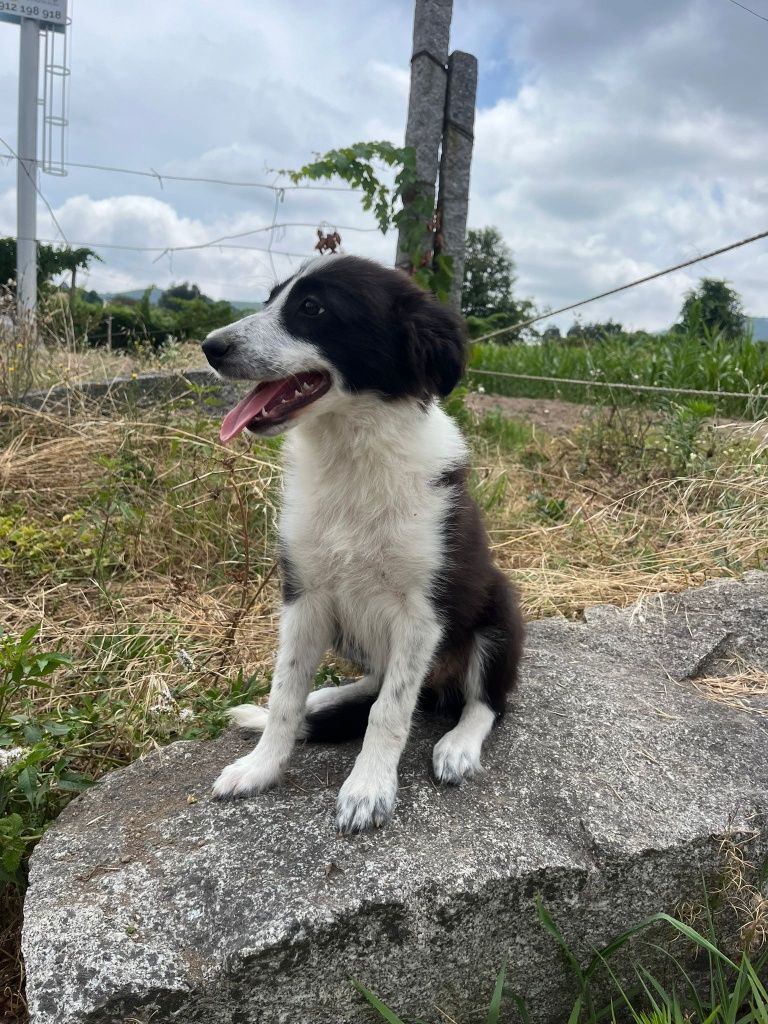 Border Collie TOP
