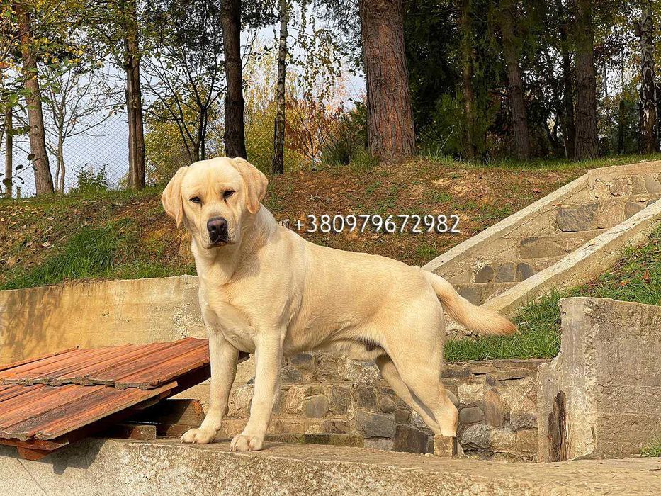 Лабрадор Ретрівер Золотистий, в"язка. Labrador Retriever