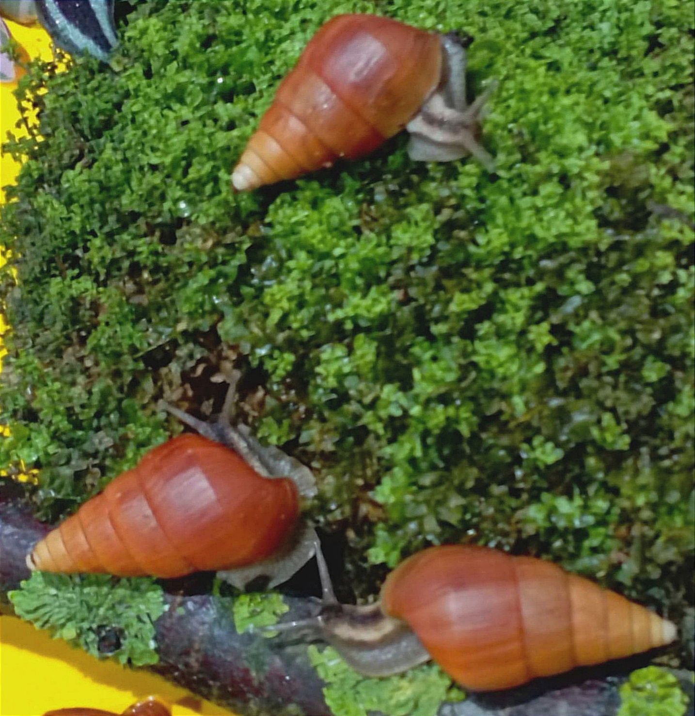 Limicolaria flammea Orange F2.. Ślimak afrykański.