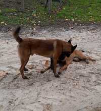 Pastor Belga Malinois