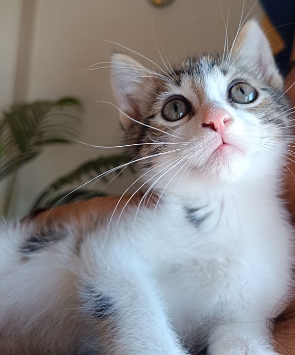 Adoção em Viseu (cidade)