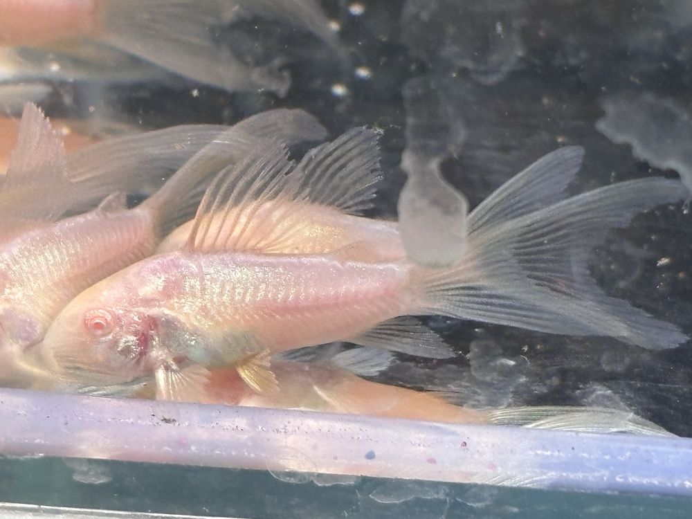 Kiryski albinosy weloniaste
