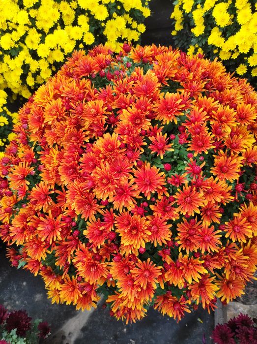 Chryzantema drobnokwiatowa