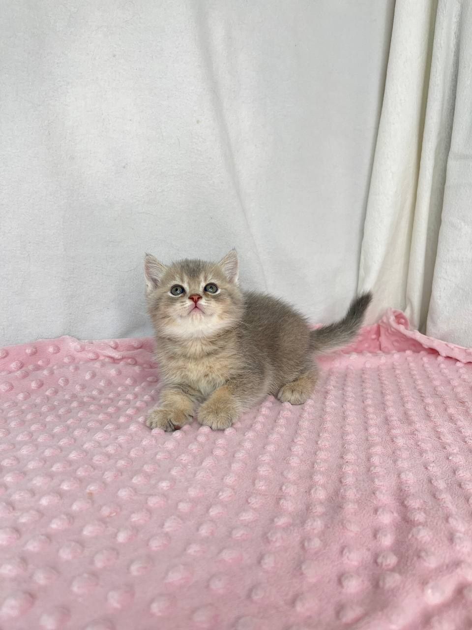 Котята  британцы  в голубом окрасе