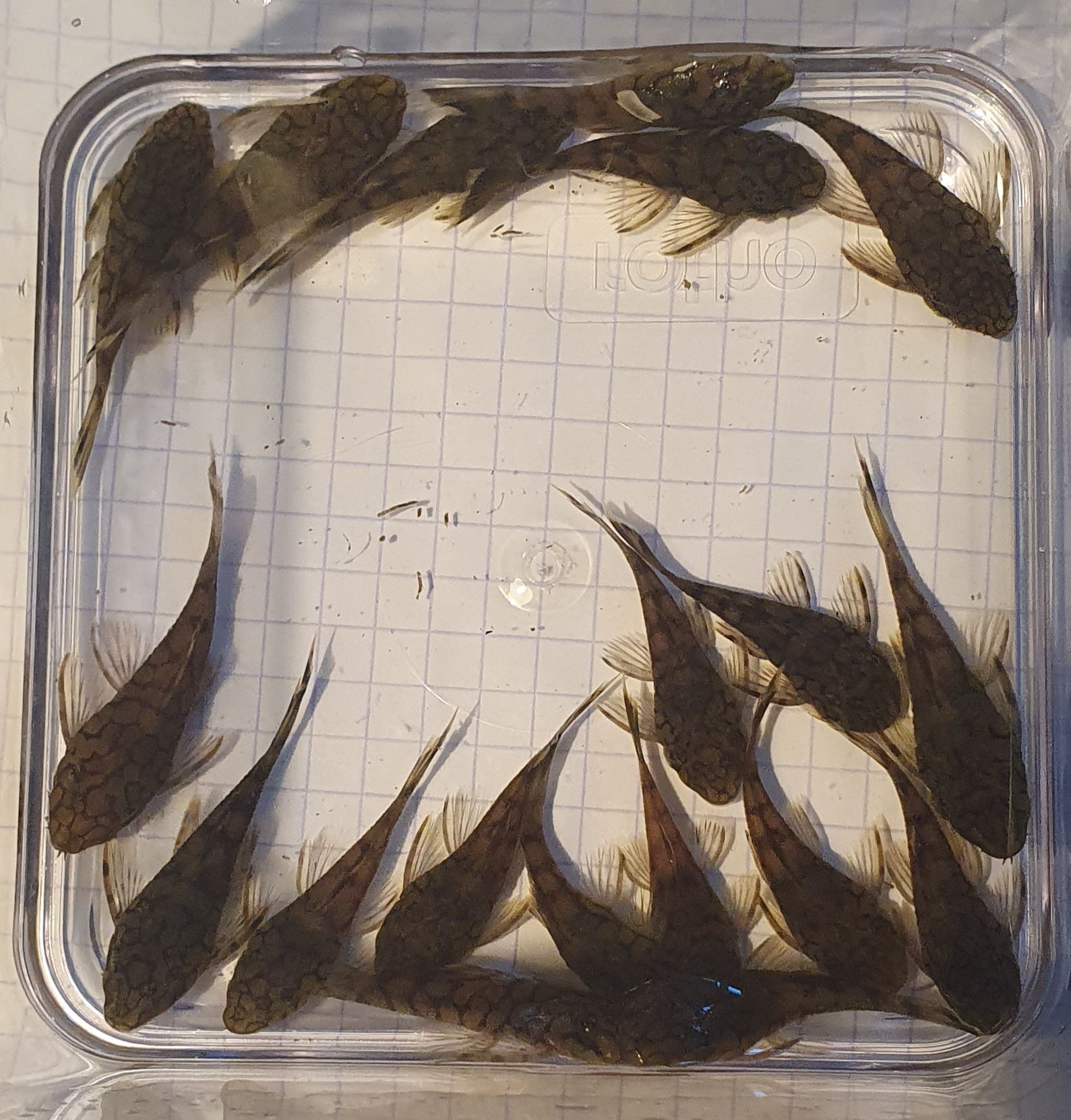 L519 Ancistrus Kiefnerii ll L519 Rio Itenez
 Zbrojnik Glonojad Wysyłka