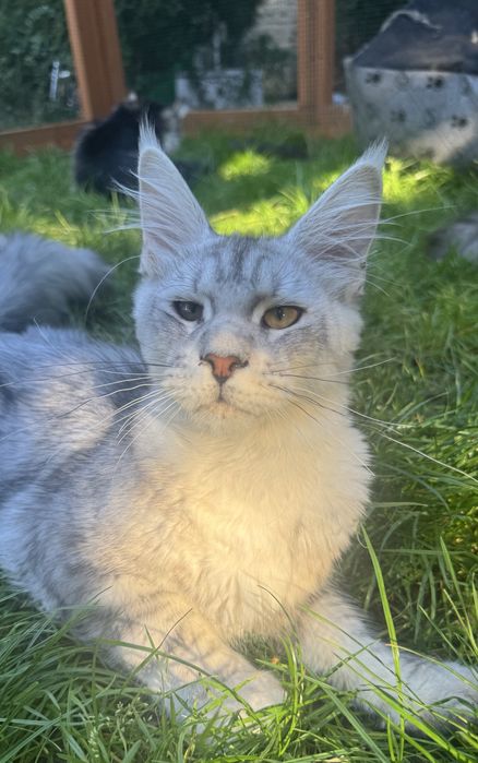 Amadeusz kocurek Maine Coon