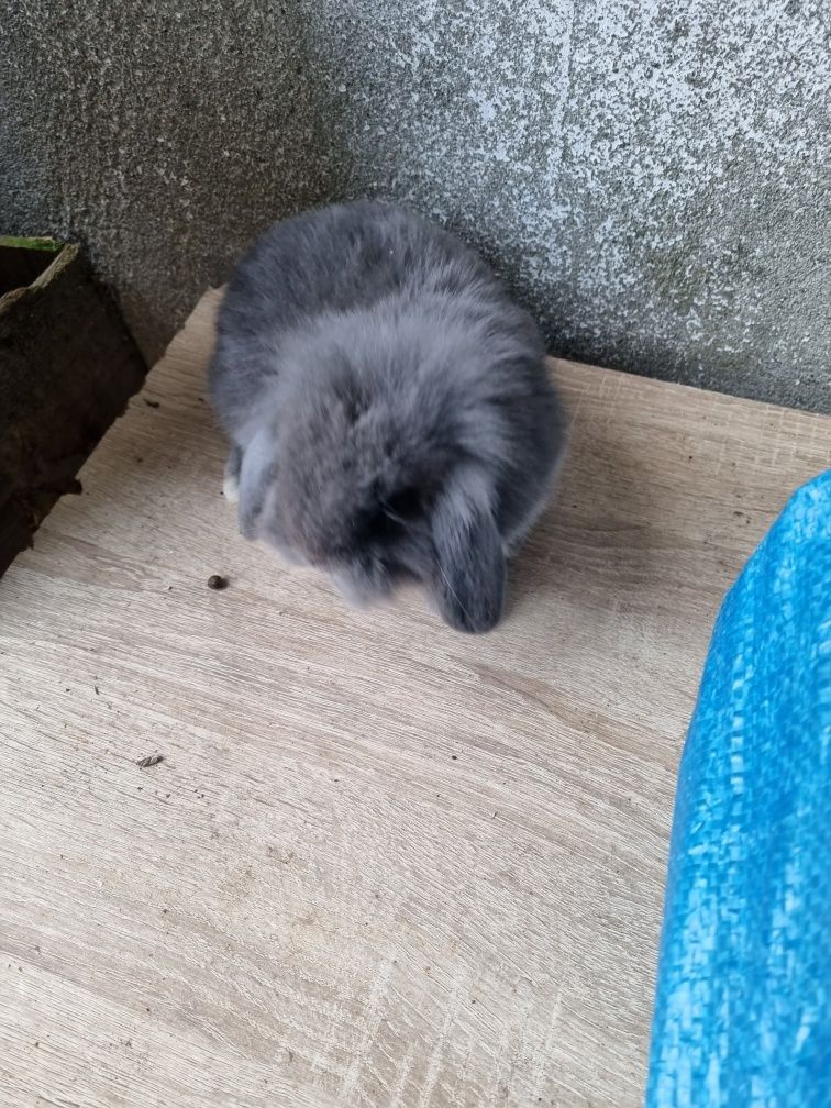 Coelhos anoes mini lop(orelhudos) e mini holandeses no criador