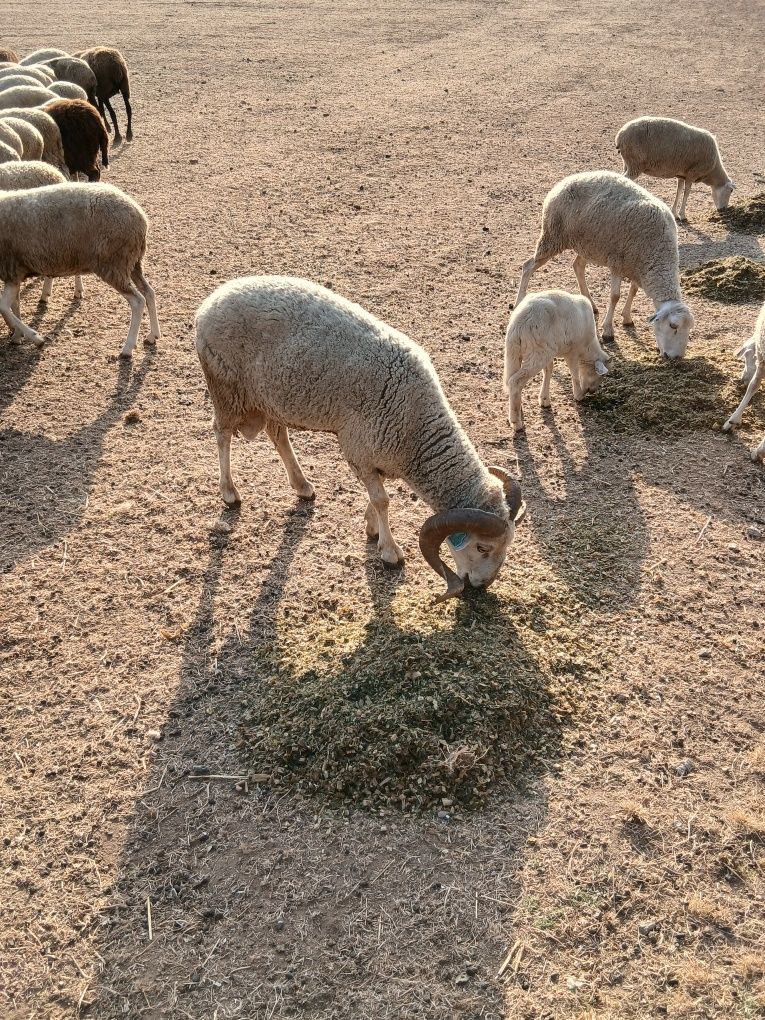 Carneiros Bordaleiros