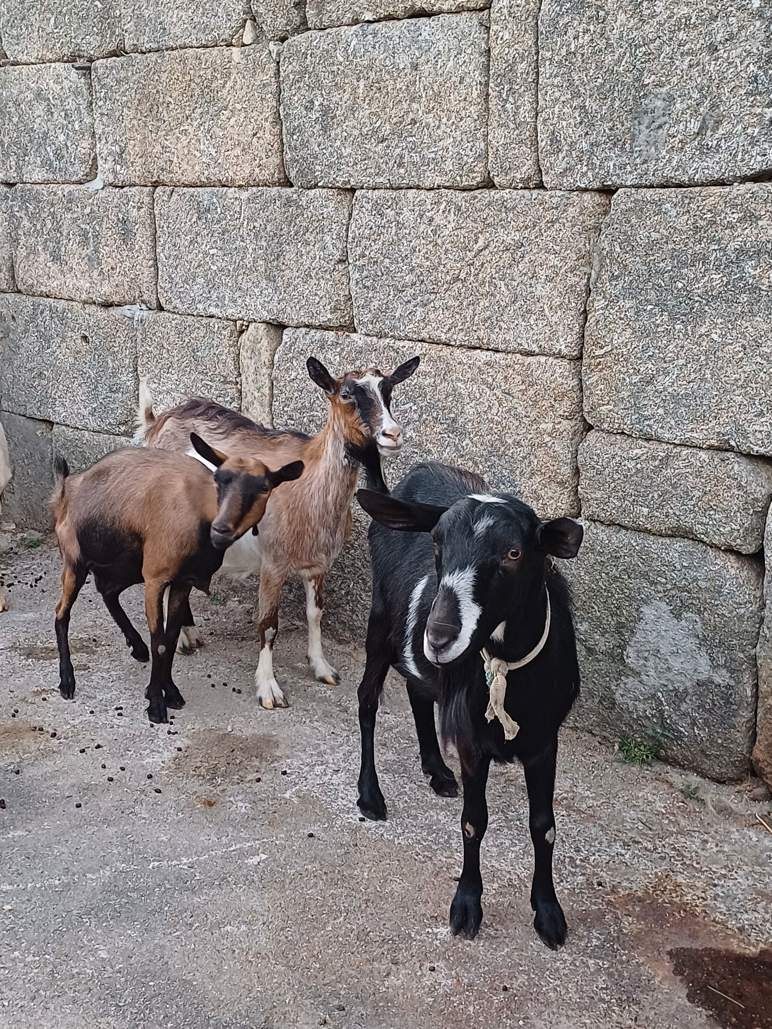 Rebanho de cabra