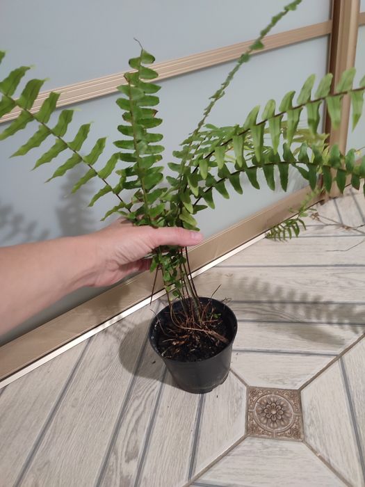 аглоєнема,папороть,фікус,орхідея тигрова,шефлера,спатіфіліум Доміно