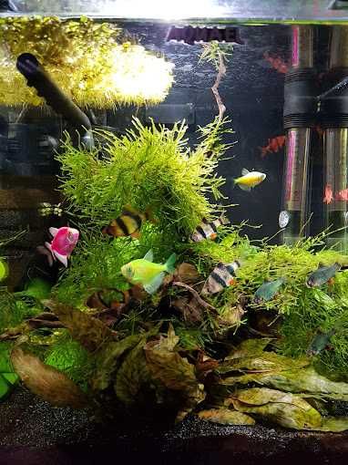 Акваріумна риба.