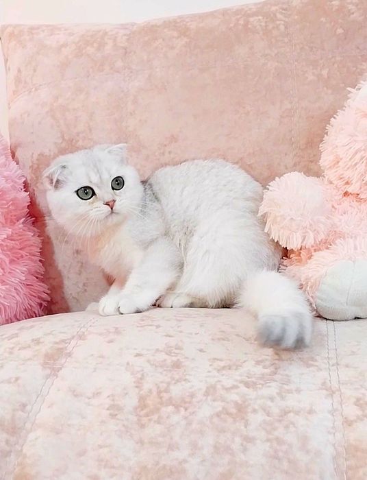 Надзвичайно ніжний хлопчик висловушка,  зеленоокий красень