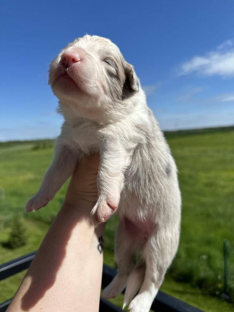 Border collie suczka blue merle po Championie Polski ZKwP FCI