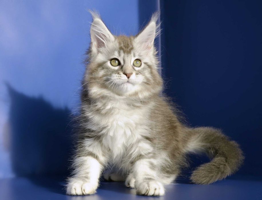 Мейн кун . Девочка 2 мес.