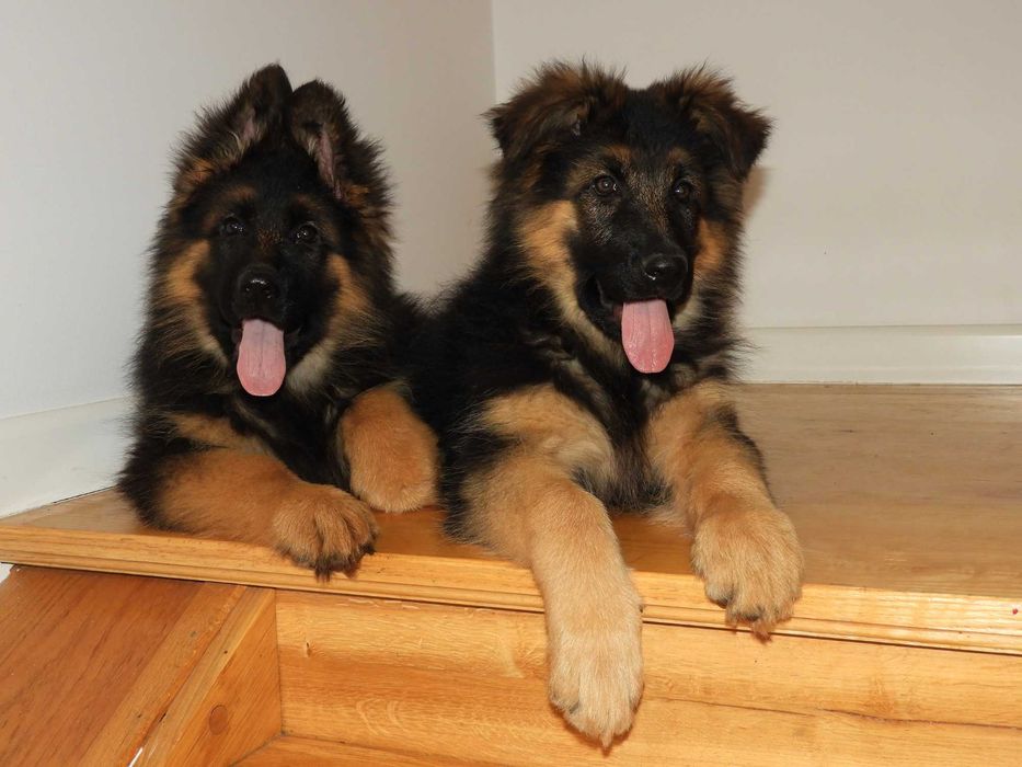 Owczarek Niemiecki Szczeniaki  FCI