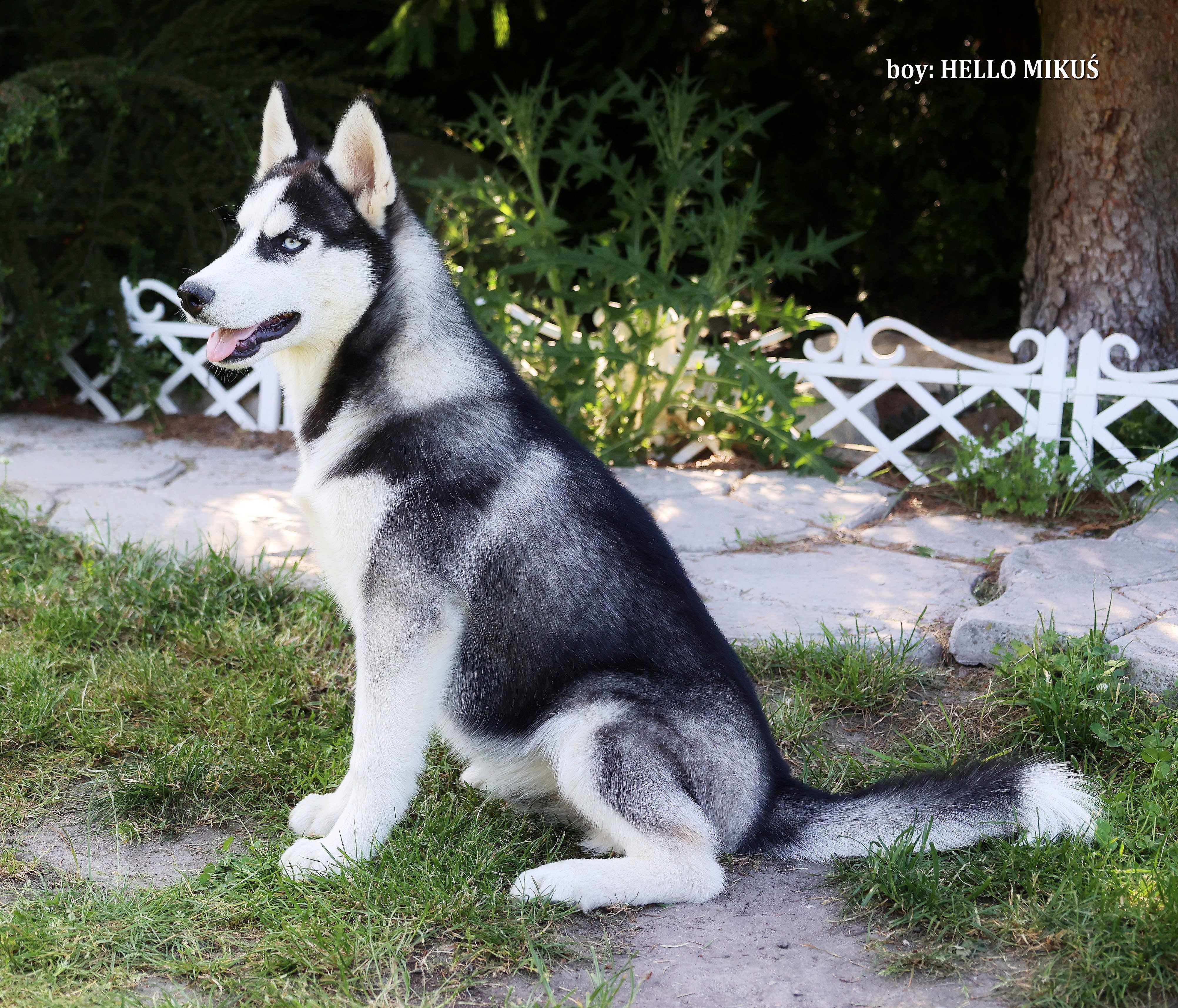 Siberian Husky-hej ! mam na imię HELLO MIKUŚ - ZKwP