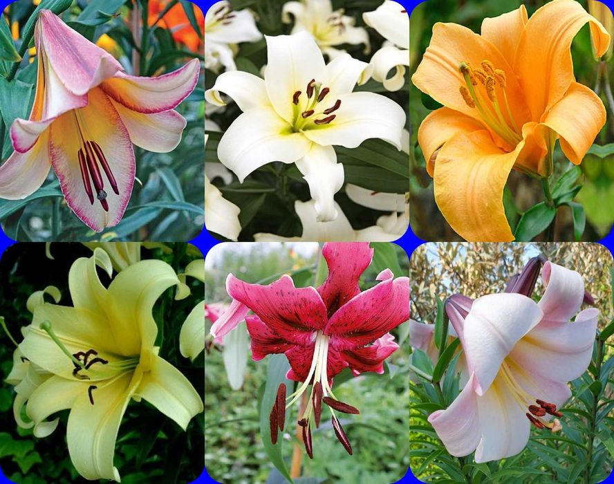 Lilie drzewiaste zestaw 6 odmian 45 zł