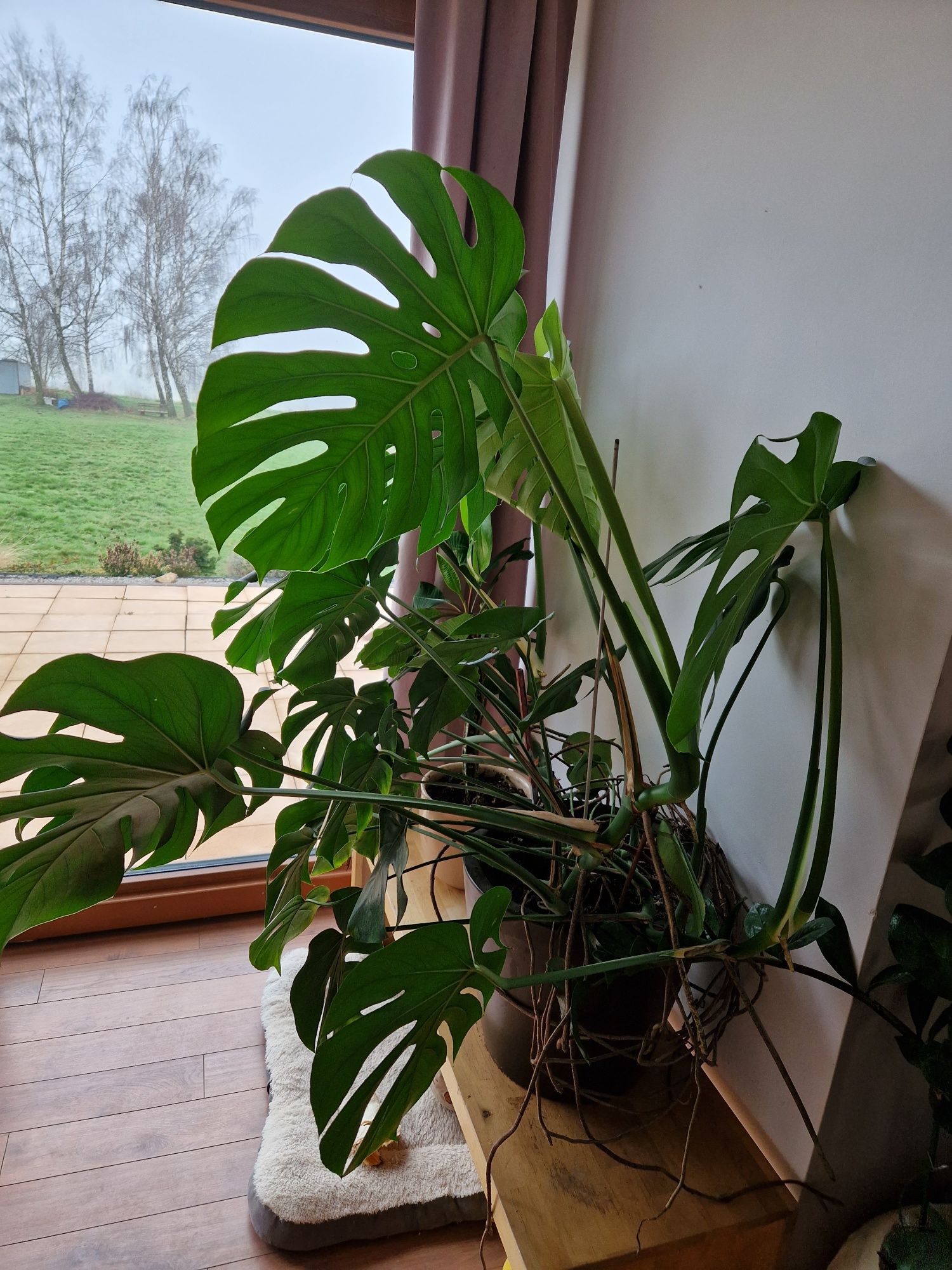 Monstera duży okaz