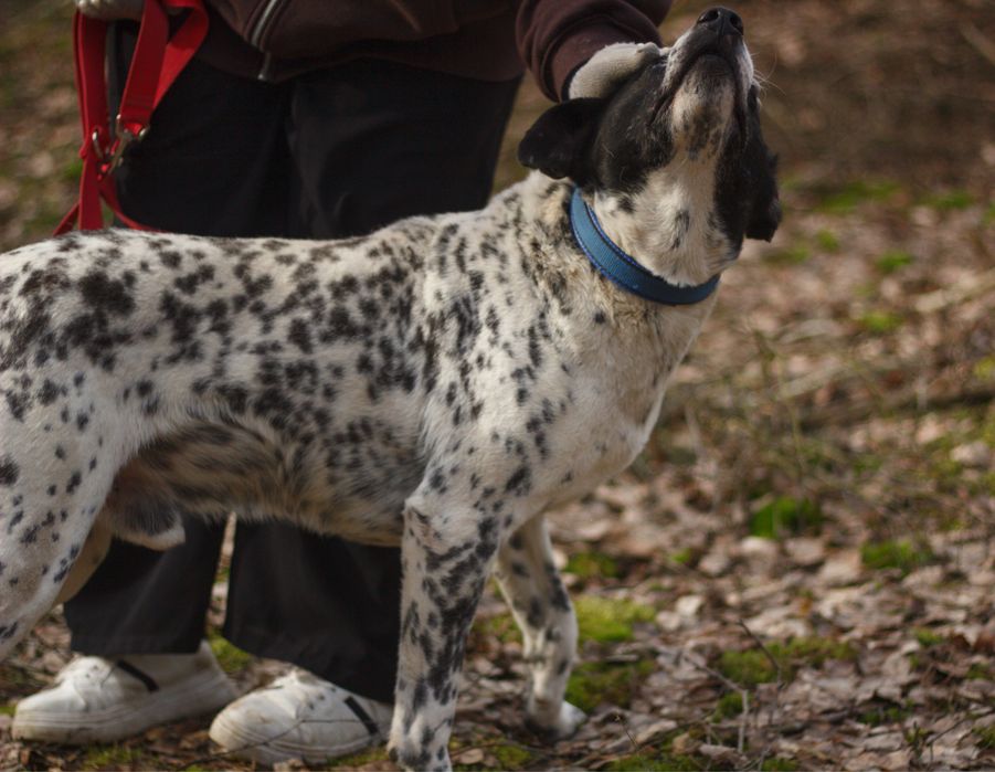 Łaciaty gentelmen czyli Ambaras czeka na dom