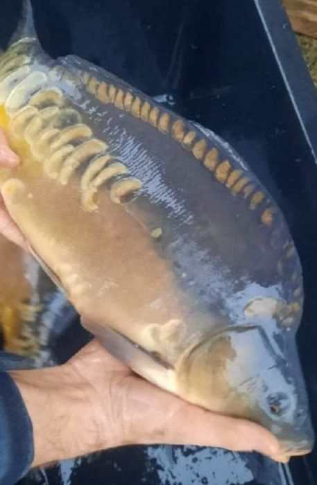 Karp Świąteczny i inne ryby