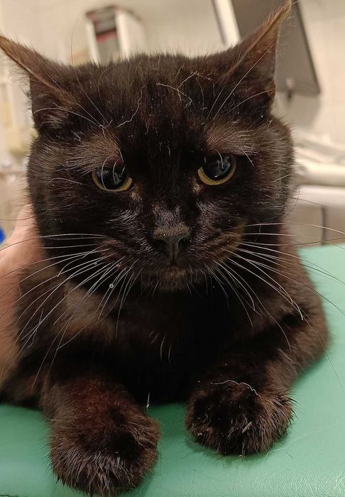 Znaleziono czarnego kocura