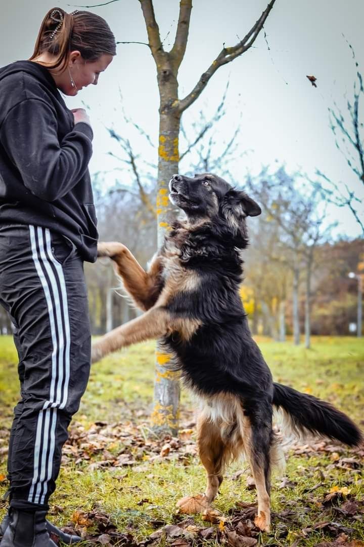 Grzeczny, spokojny i towarzyski psiak marnuje się w schronisku!