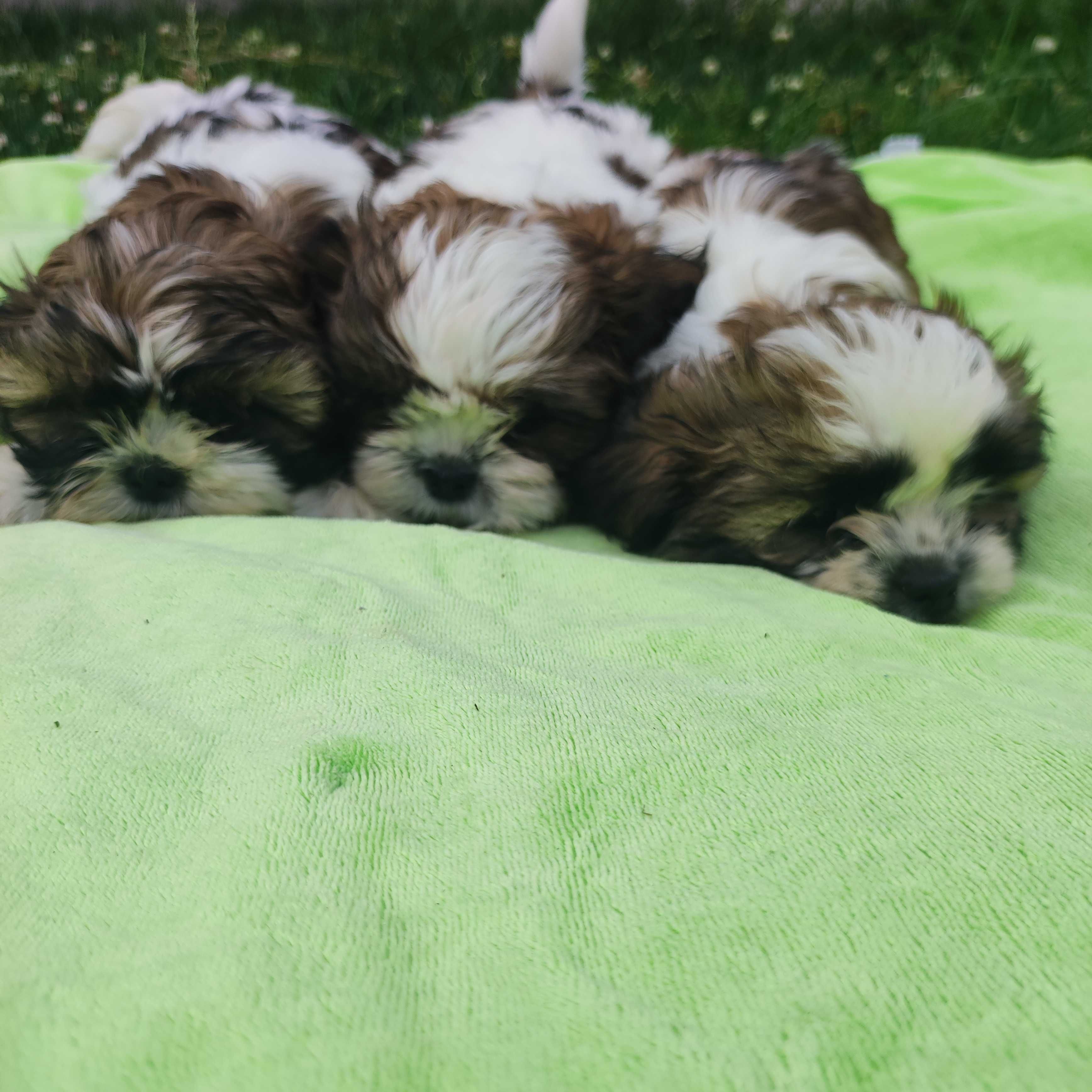 Shih tzu suczka.
