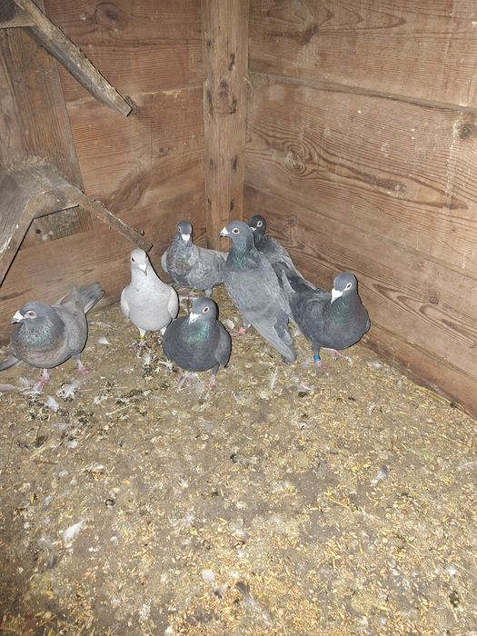 Goelebie pocztowe kolorowe