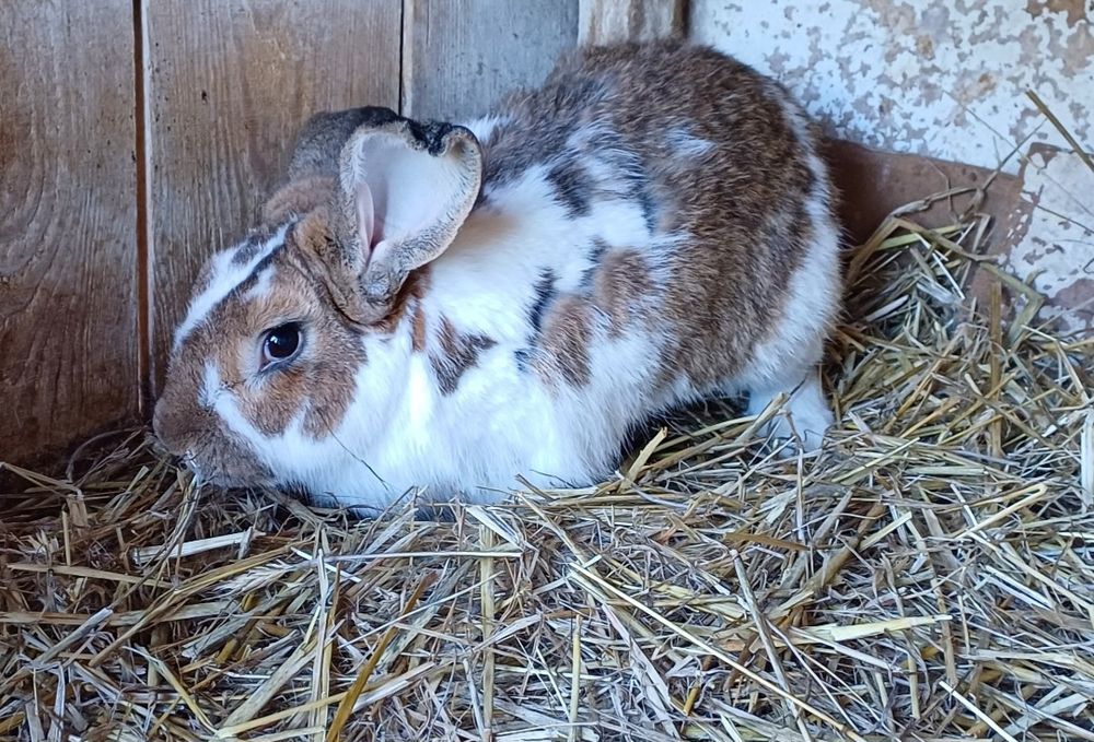 Samiec królika mieszaniec