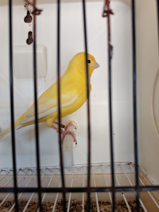 amarelos lipocromicos para ceder