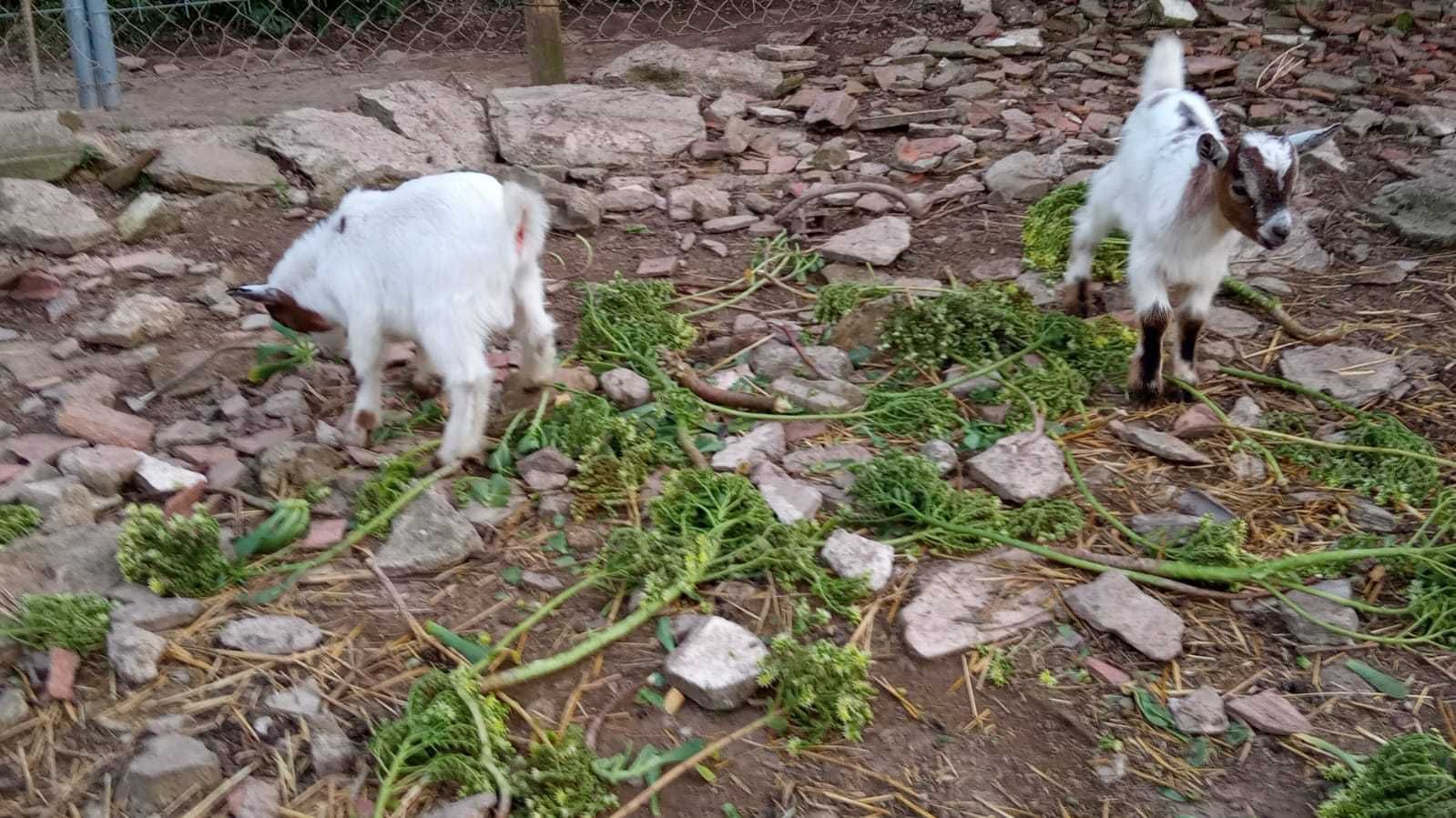 Cabrinhas anãs puras, com 2 meses