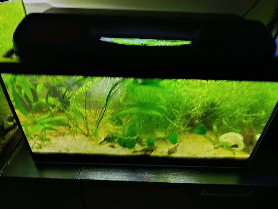 Akwarium 54l z pokrywą i oświetleniem LED