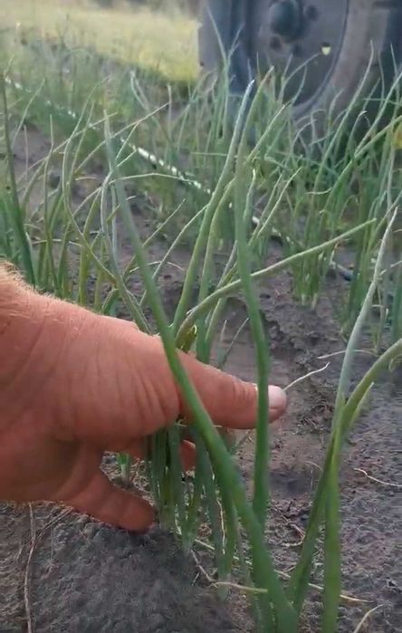 Сівалка овочева/сівалка точного висіву вакуумна/ від 23 к.с/VPS-4PRO