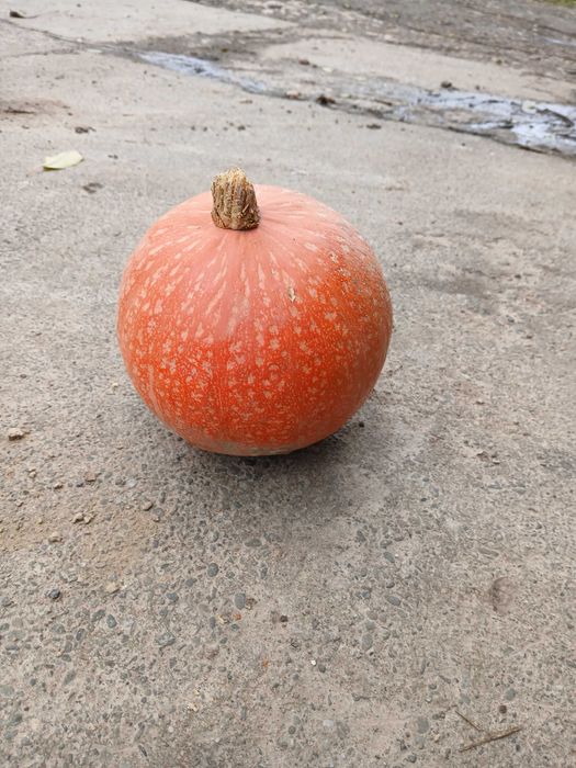 Dynie z własnej uprawy