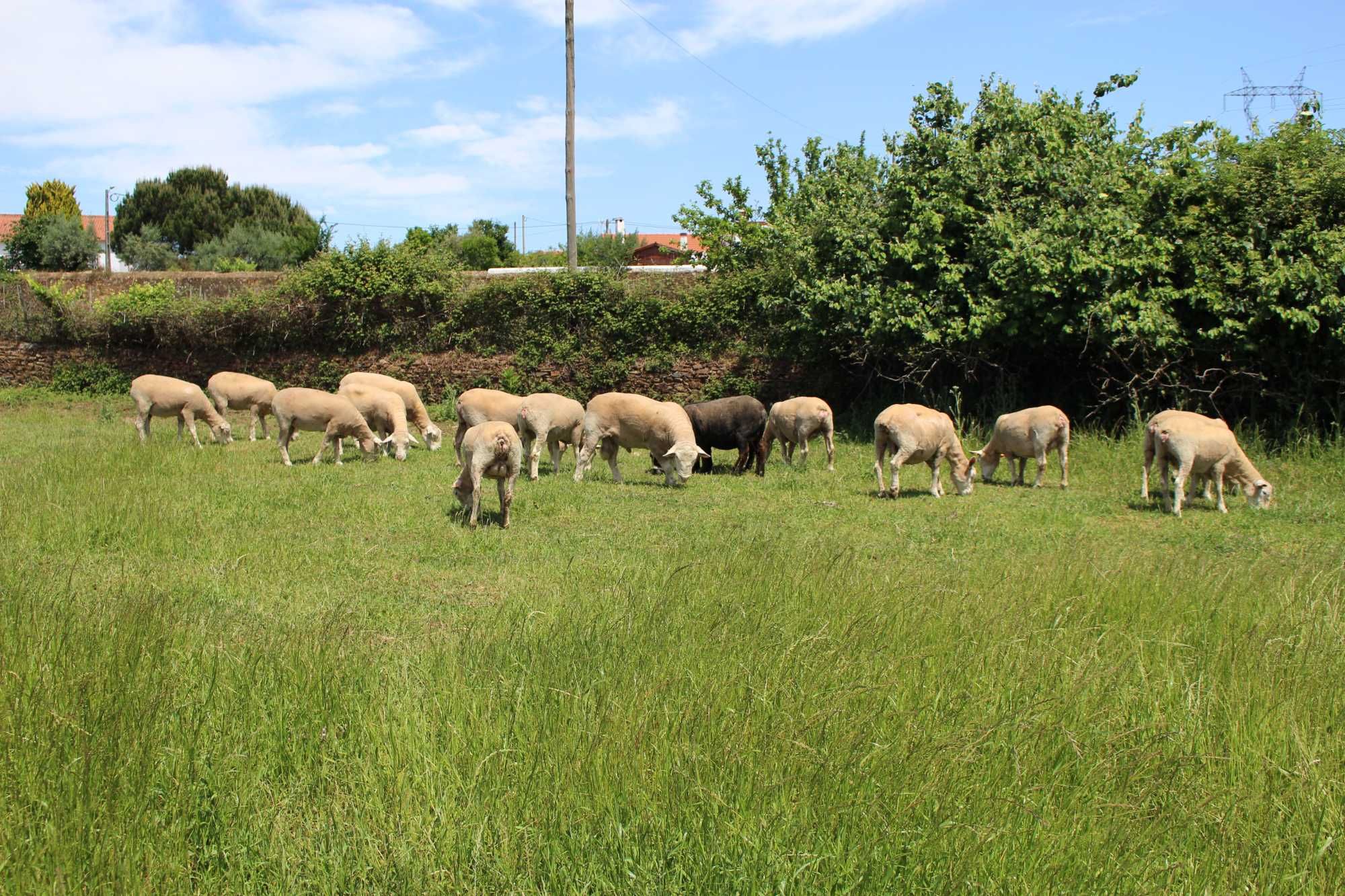 Borregas/os Ile-de-France e P3 puros